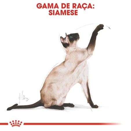 Ração para gato Royal Canin Siamese