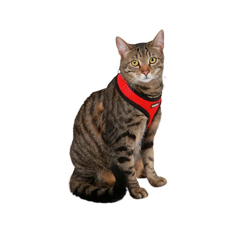 Peitoral ACTIV para gatos