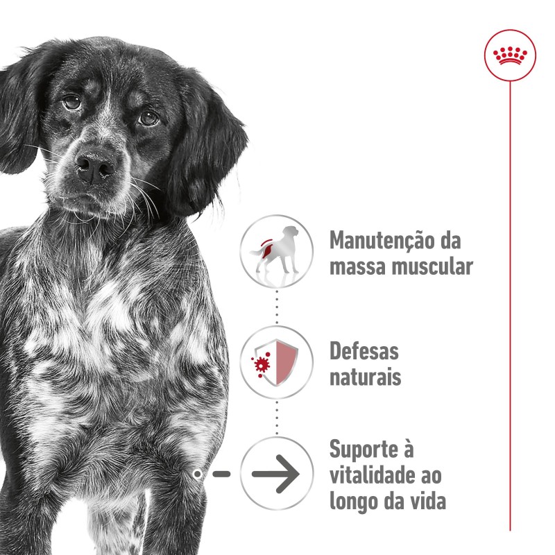 Ração para cão Royal Canin Medium Ageing 10+
