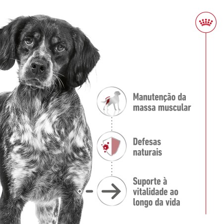 Ração para cão Royal Canin Medium Ageing 10+