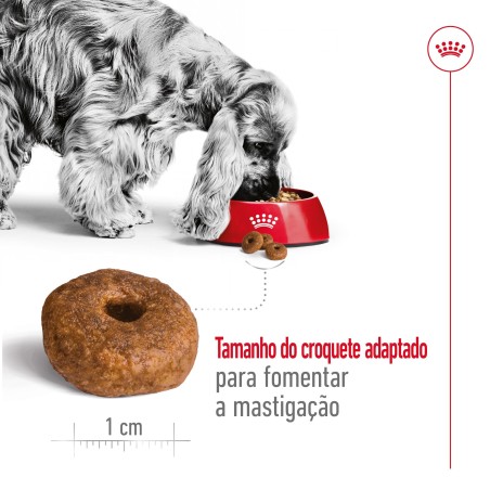 Ração para cão Royal Canin Medium Ageing 10+