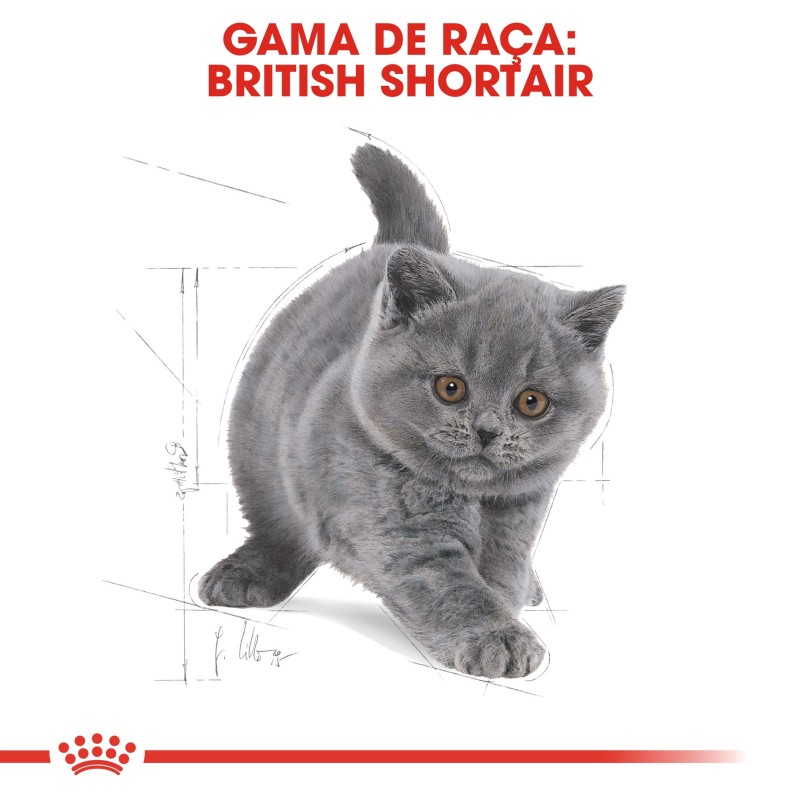 Ração para gato Royal Canin British Shorthair Kitten