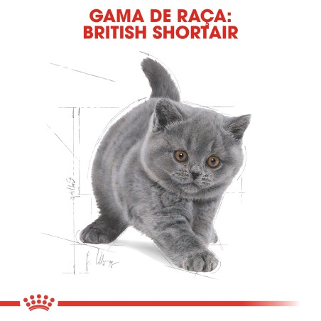 Ração para gato Royal Canin British Shorthair Kitten
