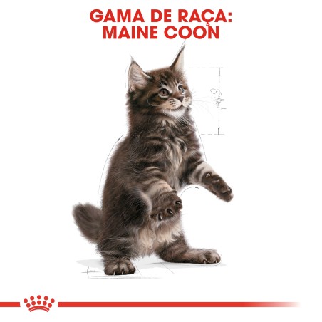 Ração para gato Royal Canin Maine Coon Kitten