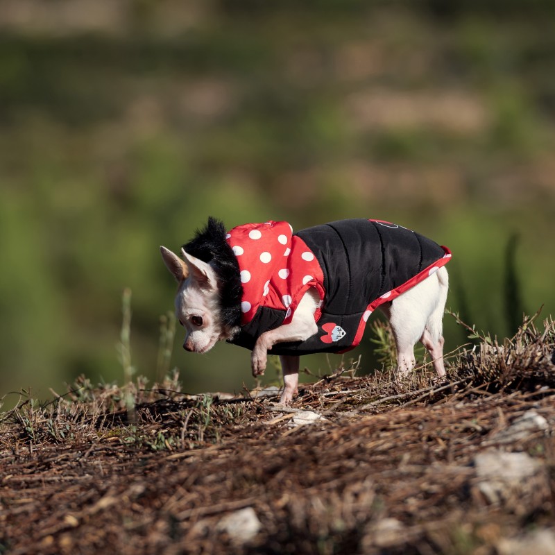 Casaco impermeável Minnie Mouse para cão - Disney