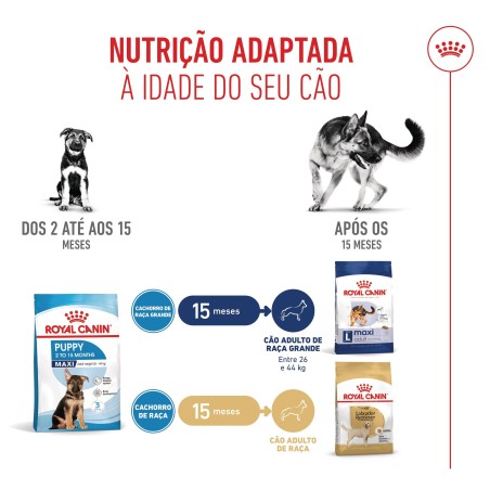 Ração para cão - Royal Canin Maxi Puppy