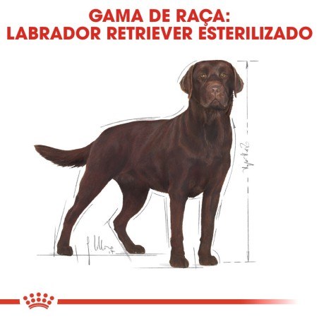 Ração para cão Royal Canin Labrador Retriever Esterilizado