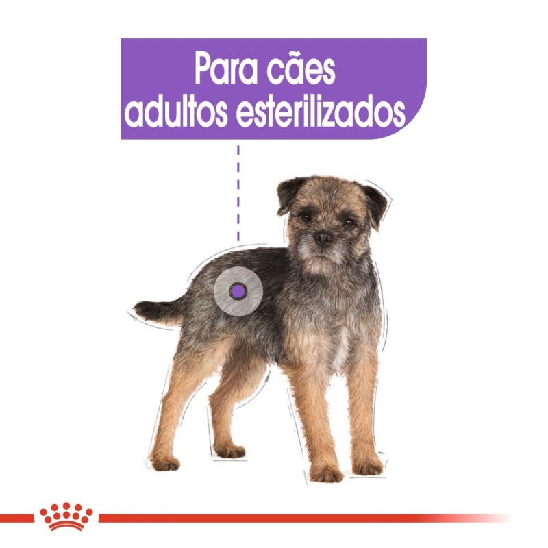 Ração para cão Royal Canin Mini Esterilizado