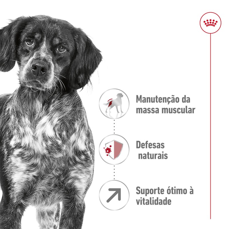 Ração para cão Royal Canin Medium Adult 7+