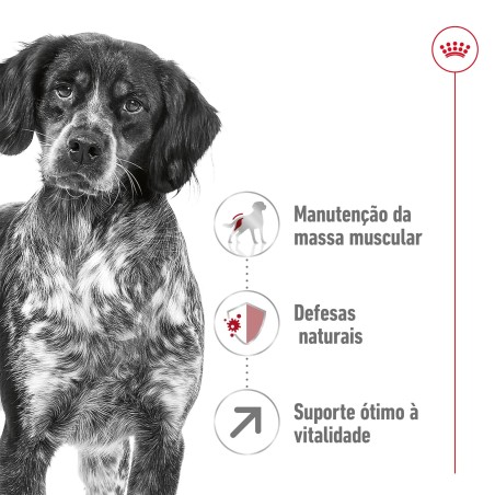 Ração para cão Royal Canin Medium Adult 7+