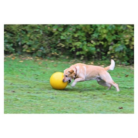 Brinquedo para cão - Bola de plástico