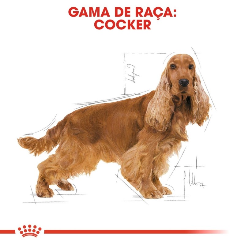 Ração para cão Royal Canin Cocker