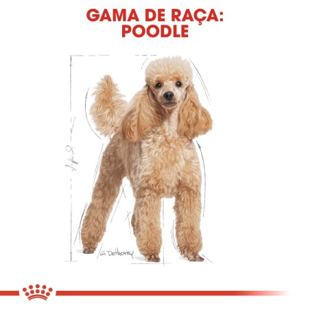 Ração para cão Royal Canin Poodle / Caniche