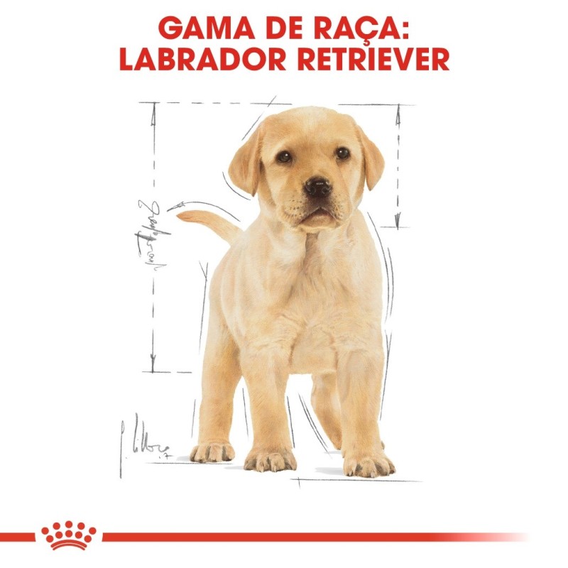 Ração para cão Royal Canin Labrador Retriever Puppy