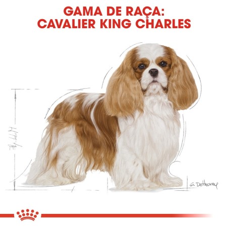 Ração para cão Royal Canin Cavalier King Charles