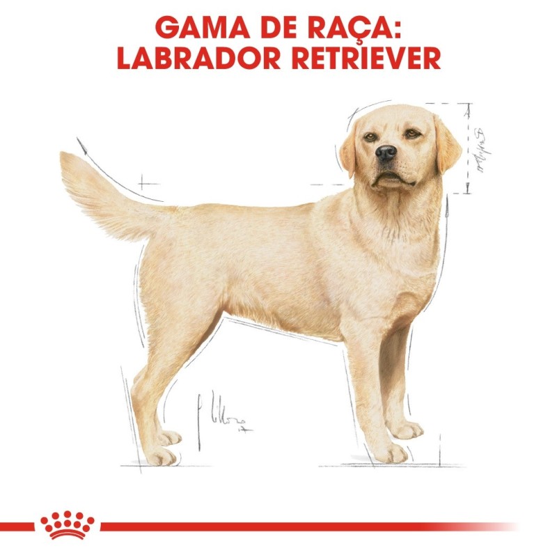 Ração para cão Royal Canin Labrador Retriever