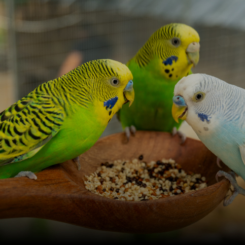Produtos para Aves