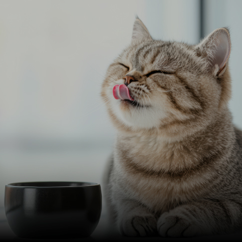 Alimentação para gatos